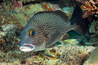 Plectorhinchus picus (Dotted Sweetlips)