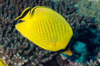 Chaetodon rafflesii (Latticed Butterflyfish)