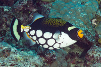 Balistoides conspicillum (Clown Triggerfish)