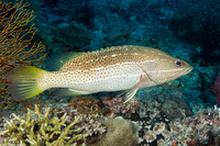 Anyperodon leucogrammicus (Slender Grouper)