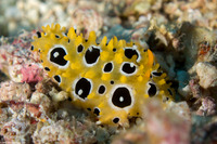 Phyllidia ocellata (Ocellated Phyllidia)
