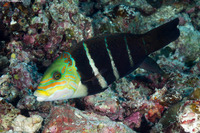 Hemigymnus fasciatus (Barred Thicklip)