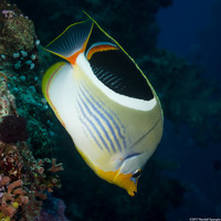 Chaetodon ephippium (Saddled Butterflyfish)