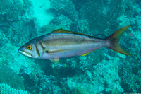 Aphareus furca (Smalltooth Jobfish)