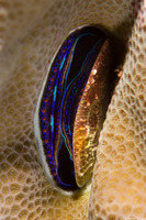 Pedum spondyloideum (Iridescent Scallop)