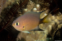 Chromis atripes (Darkfin Chromis)