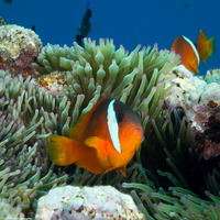 Amphiprion barberi (Fiji Anemonefish)