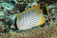 Chaetodon trifascialis (Chevroned Butterflyfish)