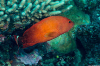 Cephalopholis urodeta (Flagtail Grouper)
