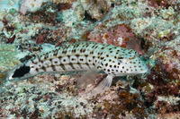 Parapercis hexophtalma (Speckled Sandperch)