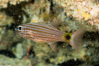 Cheilodipterus artus (Wolf Cardinalfish)