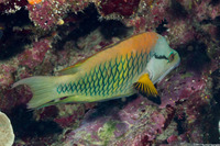 Epibulus insidiator (Slingjaw Wrasse)