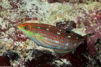 Halichoeres claudia (Claudia's Wrasse)