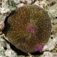 Fungia fungites (Common Mushroom Coral)