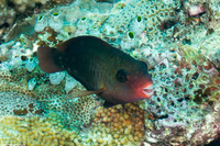 Chlorurus spilurus (Bullethead Parrotfish)