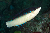 Anampses neoguinaicus (New Guinea Wrasse)