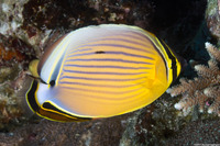 Chaetodon lunulatus (Redfin Butterflyfish)