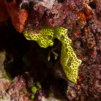 Didemnum sp.2 (Didemnum sp.2)