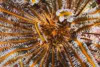 Anneissia bennetti (Bennett's Feather Star)
