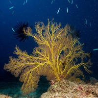 Subergorgia sp.1 (Subergorgia)