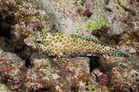 Epinephelus merra (Honeycomb Grouper)