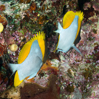 Hemitaurichthys polylepis (Pyramid Butterflyfish)