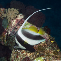 Heniochus acuminatus (Longfin Bannerfish)