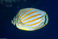 Chaetodon ornatissimus (Ornate Butterflyfish)