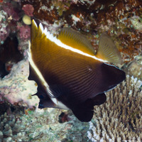 Heniochus varius (Humphead Bannerfish)
