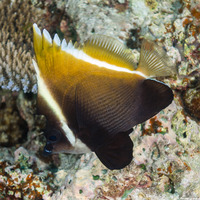 Heniochus varius (Humphead Bannerfish)