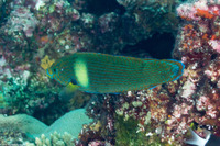Labrichthys unilineatus (Tubelip Wrasse)