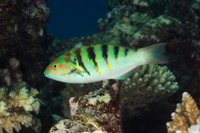 Thalassoma hardwicke (Sixbar Wrasse)