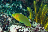 Thalassoma lutescens (Sunset Wrasse)