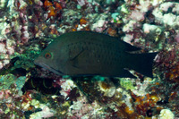 Epibulus brevis (Latent Slingjaw Wrasse)