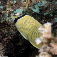 Chaetodon citrinellus (Speckled Butterflyfish)
