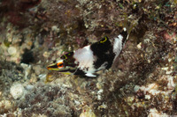 Halichoeres hortulanus (Checkerboard Wrasse)