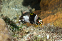 Halichoeres hortulanus (Checkerboard Wrasse)