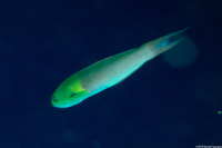 Thalassoma amblycephalum (Bluntheaded Wrasse)