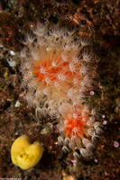 Nidalia simpsoni (Daisy Coral)