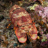 Scyllarides squammosus (Blunt Slipper Lobster)