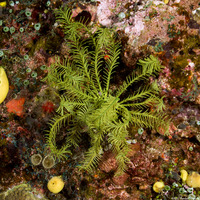 Comanthus parvicirrus (Common Crevice Feather Star)
