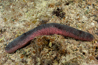 Holothuria edulis (Pinkfish Sea Cucumber)