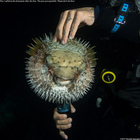 Diodon liturosus (Black-Blotched Porcupinefish)