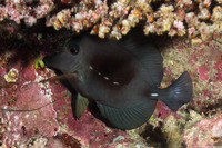 Zebrasoma scopas (Brushtail Tang)