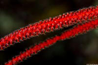 Ctenocella pectinata (Red Whip Coral)