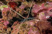 Panulirus versicolor (Painted Spiny Lobster)