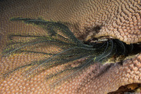 Comanthus suavia (Crevice Feather Star)