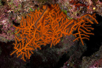 Nicella sp.1 (Nicella)