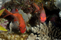 Myripristis kuntee (Pearly Soldierfish)