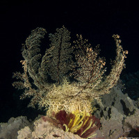 Astroboa nuda (Giant Basket Star)